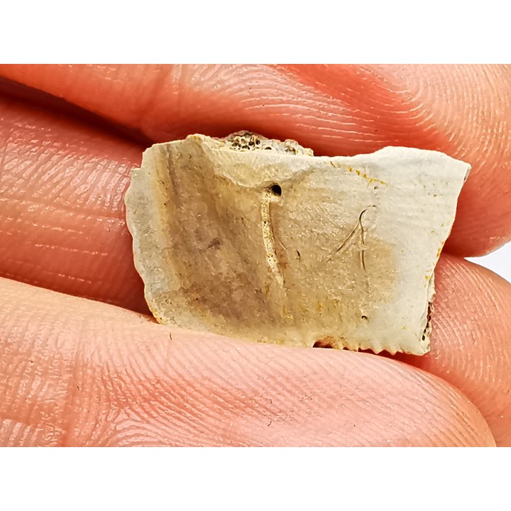 Reptile scute, Hell Creek Formation – Dawson, Montana, USA