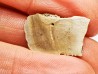 Reptile scute, Hell Creek Formation – Dawson, Montana, USA