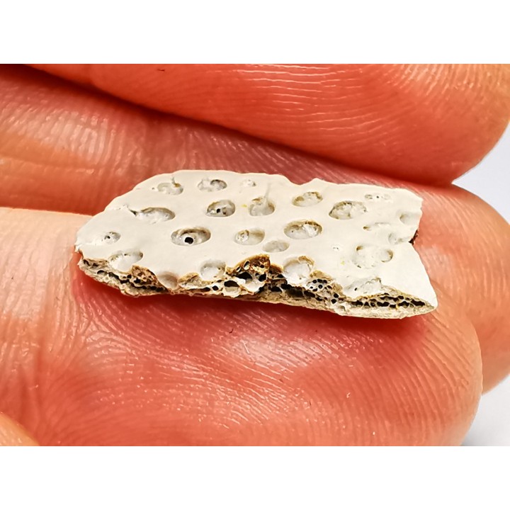 Reptile scute, Hell Creek Formation – Dawson, Montana, USA