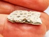 Reptile scute, Hell Creek Formation – Dawson, Montana, USA