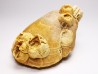 Brachiopod Dallithyris fulva - Pliocene - Dartmoor, Victoria, AUSTRALIA