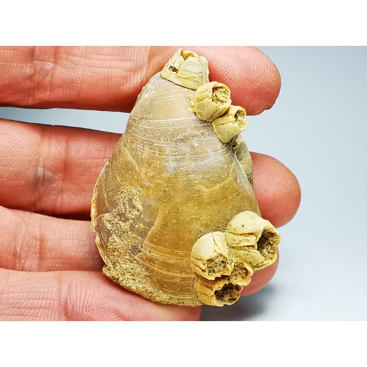 Brachiopod Dallithyris fulva - Pliocene - Dartmoor, Victoria, AUSTRALIA