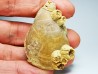 Brachiopod Dallithyris fulva - Pliocene - Dartmoor, Victoria, AUSTRALIA