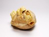 Brachiopod Dallithyris fulva - Pliocene - Dartmoor, Victoria, AUSTRALIA