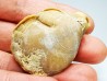 Brachiopod Dallithyris fulva - Pliocene - Dartmoor, Victoria, AUSTRALIA