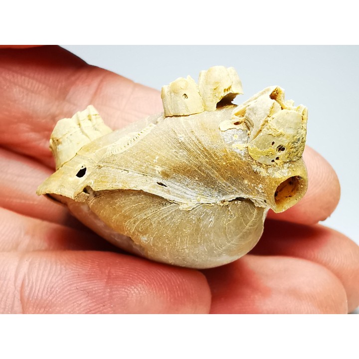 Brachiopod Dallithyris fulva - Pliocene - Dartmoor, Victoria, AUSTRALIA