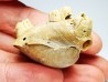 Brachiopod Dallithyris fulva - Pliocene - Dartmoor, Victoria, AUSTRALIA