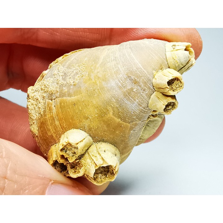 Brachiopod Dallithyris fulva - Pliocene - Dartmoor, Victoria, AUSTRALIA
