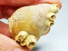 Brachiopod Dallithyris fulva - Pliocene - Dartmoor, Victoria, AUSTRALIA