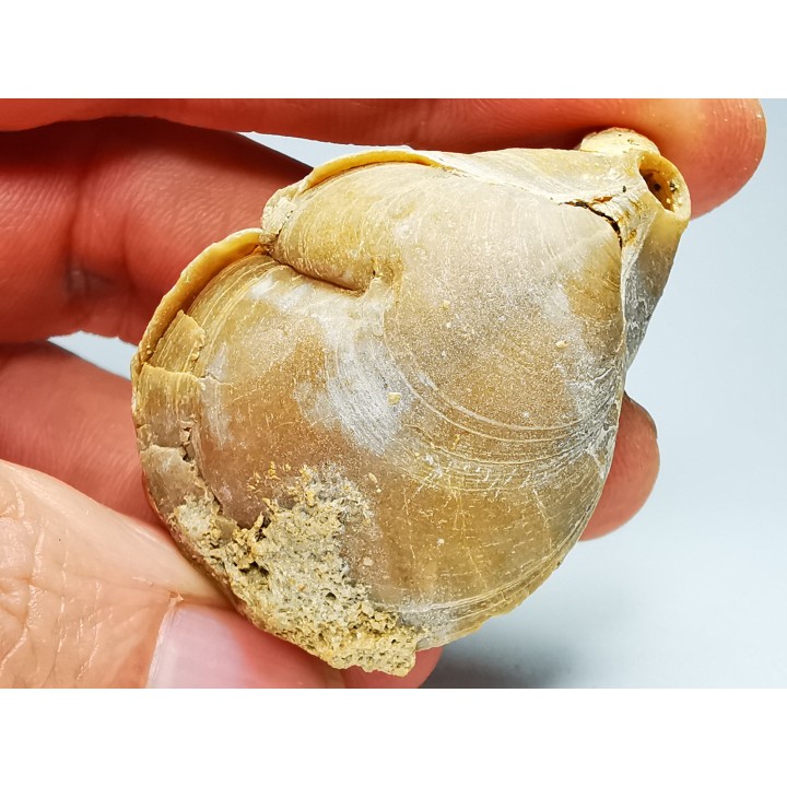 Brachiopod Dallithyris fulva - Pliocene - Dartmoor, Victoria, AUSTRALIA