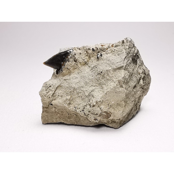 Shark tooth: Squalicorax curvatus - Late Cretaceous - Bettrechies, 59 - FRANCE