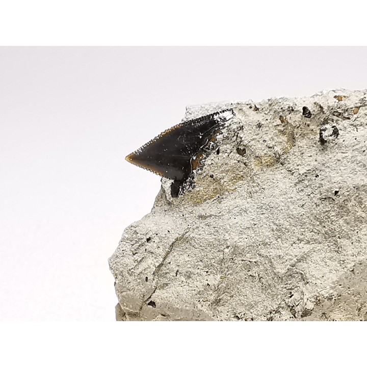 Dent de requin : Squalicorax curvatus - Crétacé Supérieur - Bettrechies, 59 - FRANCE