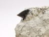Dent de requin : Squalicorax curvatus - Crétacé Supérieur - Bettrechies, 59 - FRANCE