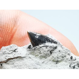 Dent de requin : Squalicorax curvatus - Crétacé Supérieur - Bettrechies, 59 - FRANCE