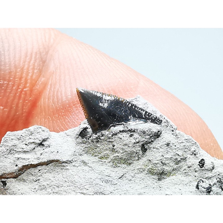 Dent de requin : Squalicorax curvatus - Crétacé Supérieur - Bettrechies, 59 - FRANCE