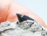 Dent de requin : Squalicorax curvatus - Crétacé Supérieur - Bettrechies, 59 - FRANCE