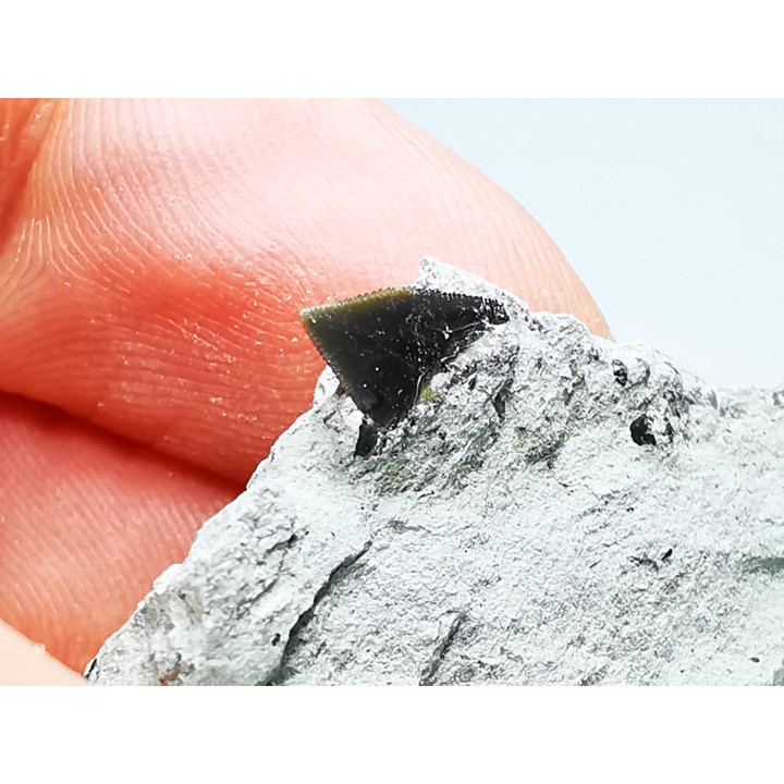 Shark tooth: Squalicorax curvatus - Late Cretaceous - Bettrechies, 59 - FRANCE