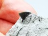 Shark tooth: Squalicorax curvatus - Late Cretaceous - Bettrechies, 59 - FRANCE