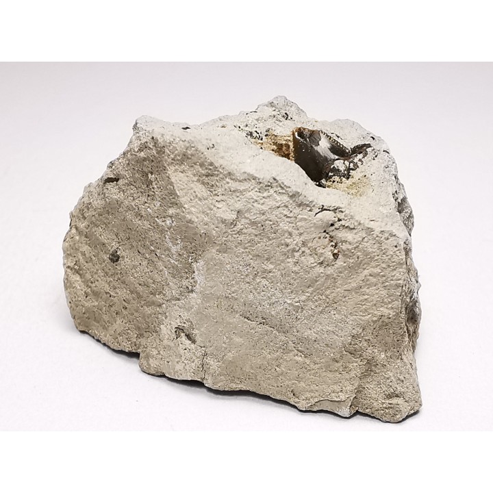 Shark tooth: Squalicorax curvatus - Late Cretaceous - Bettrechies, 59 - FRANCE
