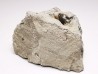 Shark tooth: Squalicorax curvatus - Late Cretaceous - Bettrechies, 59 - FRANCE