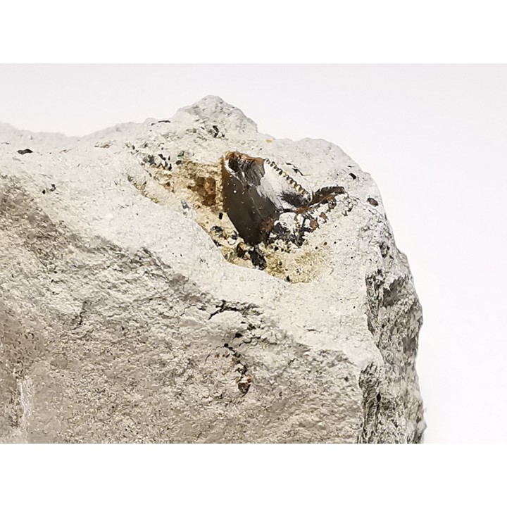 Shark tooth: Squalicorax curvatus - Late Cretaceous - Bettrechies, 59 - FRANCE