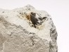 Dent de requin : Squalicorax curvatus - Crétacé Supérieur - Bettrechies, 59 - FRANCE