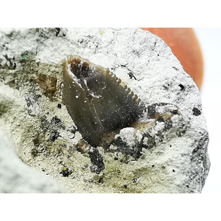 Dent de requin : Squalicorax curvatus - Crétacé Supérieur - Bettrechies, 59 - FRANCE