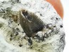 Shark tooth: Squalicorax curvatus - Late Cretaceous - Bettrechies, 59 - FRANCE