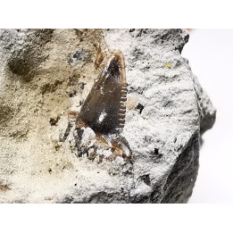 Dent de requin : Squalicorax curvatus - Crétacé Supérieur - Bettrechies, 59 - FRANCE