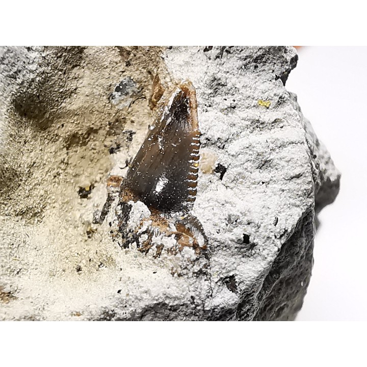 Shark tooth: Squalicorax curvatus - Late Cretaceous - Bettrechies, 59 - FRANCE