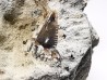 Shark tooth: Squalicorax curvatus - Late Cretaceous - Bettrechies, 59 - FRANCE