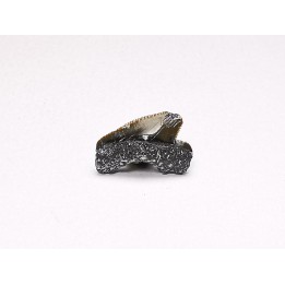 Shark tooth: Squalicorax curvatus - Late Cretaceous - Bettrechies, 59 - FRANCE