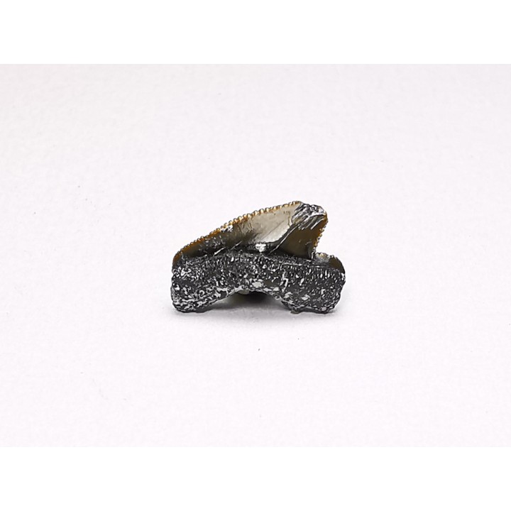 Shark tooth: Squalicorax curvatus - Late Cretaceous - Bettrechies, 59 - FRANCE