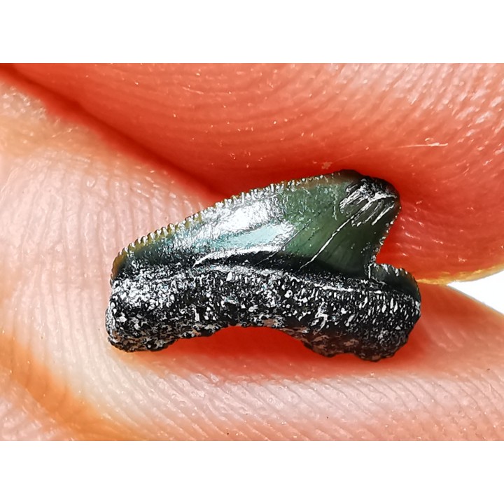 Dent de requin : Squalicorax curvatus - Crétacé Supérieur - Bettrechies, 59 - FRANCE