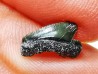 Dent de requin : Squalicorax curvatus - Crétacé Supérieur - Bettrechies, 59 - FRANCE