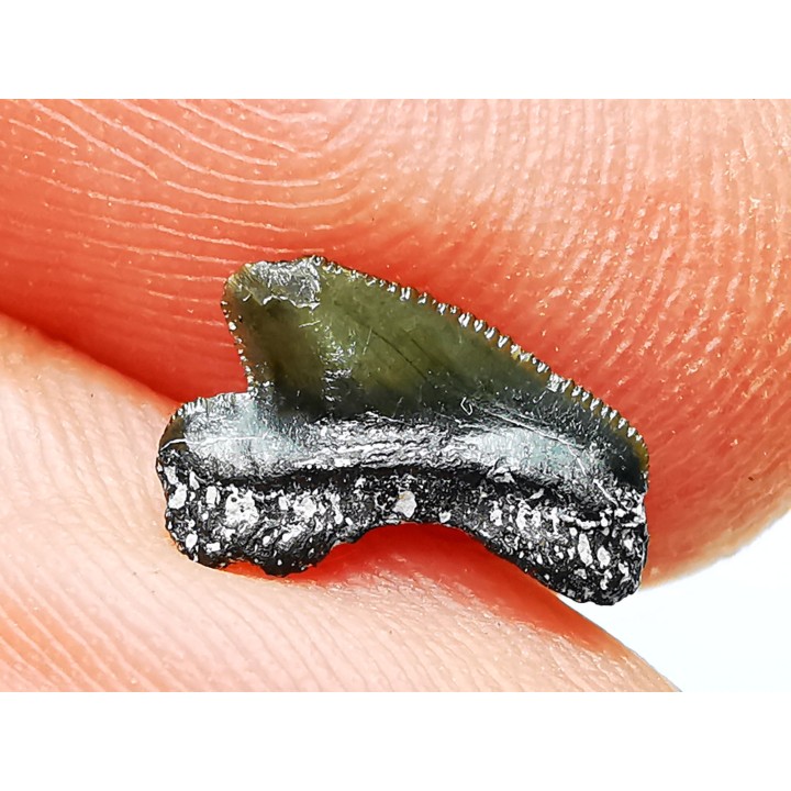 Shark tooth: Squalicorax curvatus - Late Cretaceous - Bettrechies, 59 - FRANCE