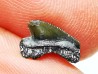 Shark tooth: Squalicorax curvatus - Late Cretaceous - Bettrechies, 59 - FRANCE