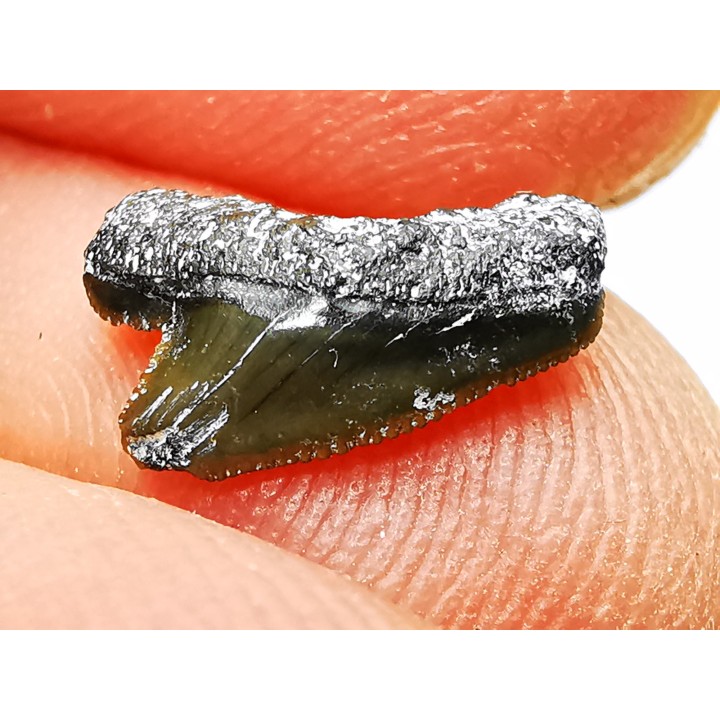 Dent de requin : Squalicorax curvatus - Crétacé Supérieur - Bettrechies, 59 - FRANCE