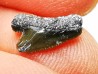 Shark tooth: Squalicorax curvatus - Late Cretaceous - Bettrechies, 59 - FRANCE