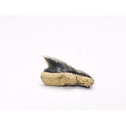 Shark tooth: Squalicorax curvatus - Late Cretaceous - Bettrechies, 59 - FRANCE
