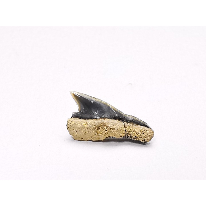 Shark tooth: Squalicorax curvatus - Late Cretaceous - Bettrechies, 59 - FRANCE