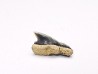 Shark tooth: Squalicorax curvatus - Late Cretaceous - Bettrechies, 59 - FRANCE