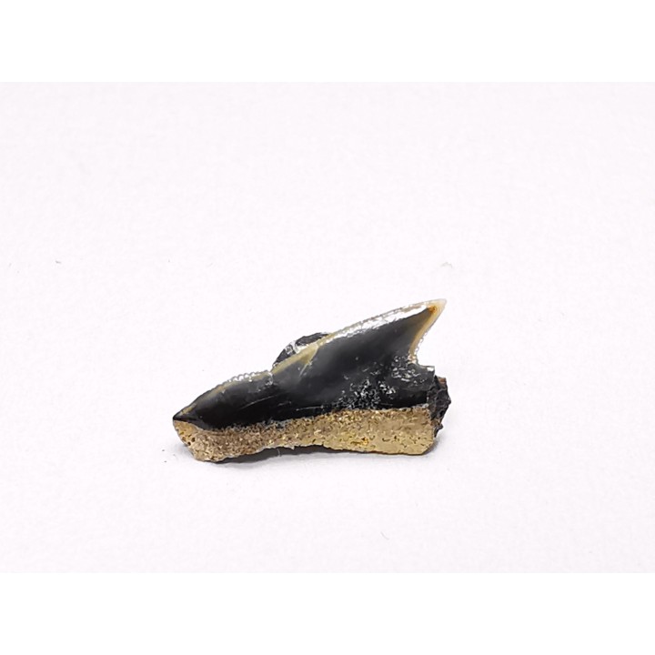Shark tooth: Squalicorax curvatus - Late Cretaceous - Bettrechies, 59 - FRANCE