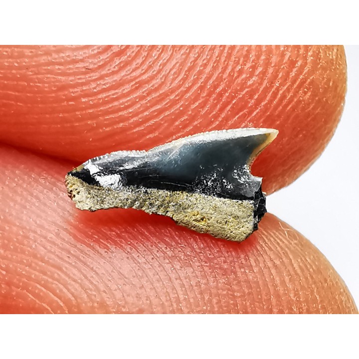 Dent de requin : Squalicorax curvatus - Crétacé Supérieur - Bettrechies, 59 - FRANCE