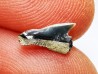 Shark tooth: Squalicorax curvatus - Late Cretaceous - Bettrechies, 59 - FRANCE