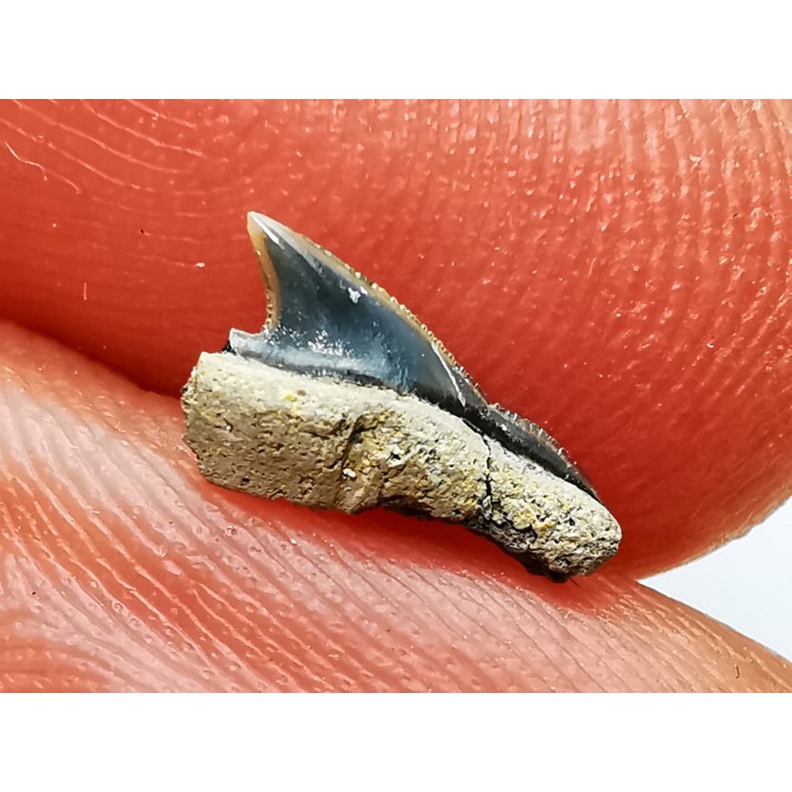 Shark tooth: Squalicorax curvatus - Late Cretaceous - Bettrechies, 59 - FRANCE