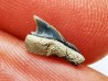 Shark tooth: Squalicorax curvatus - Late Cretaceous - Bettrechies, 59 - FRANCE