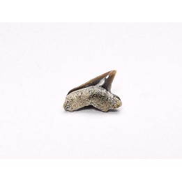 Dent de requin : Squalicorax curvatus - Crétacé Supérieur - Bettrechies, 59 - FRANCE