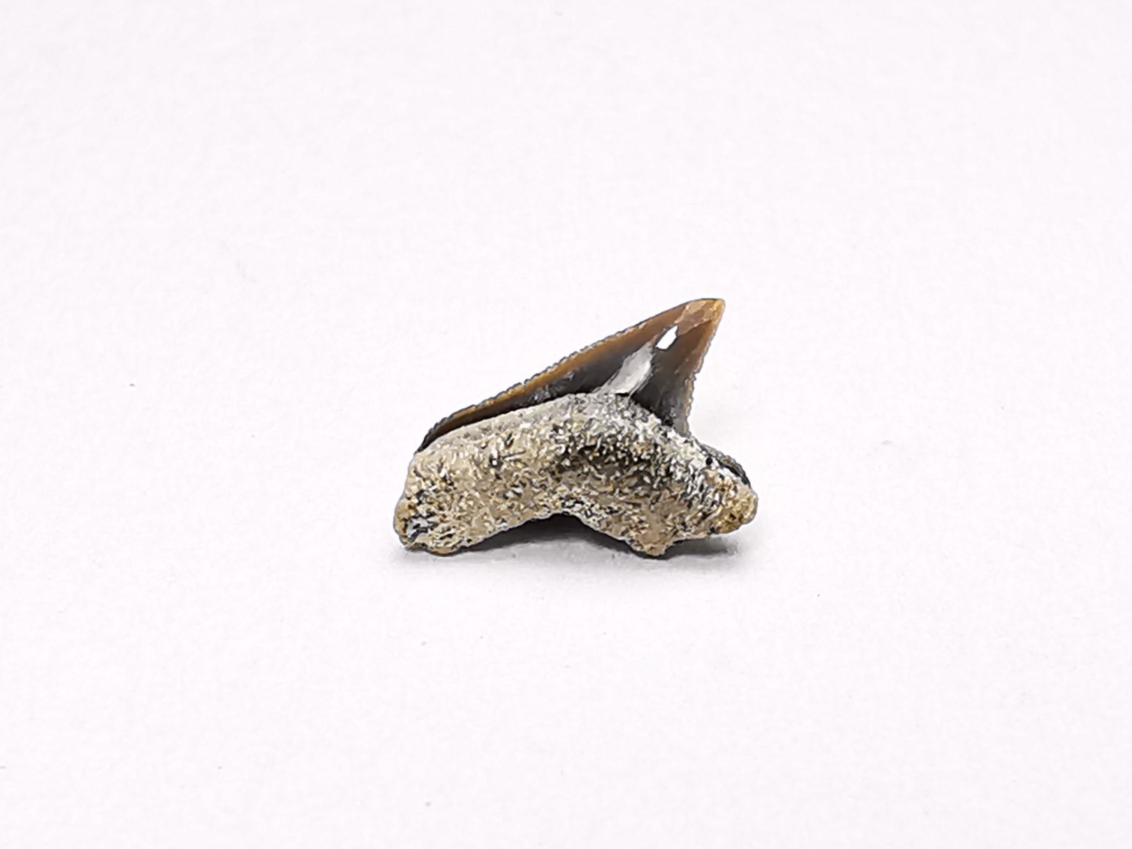 Dent de requin : Squalicorax curvatus - Crétacé Supérieur - Bettrechies, 59 - FRANCE