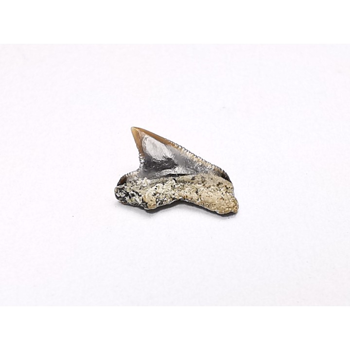 Dent de requin : Squalicorax curvatus - Crétacé Supérieur - Bettrechies, 59 - FRANCE